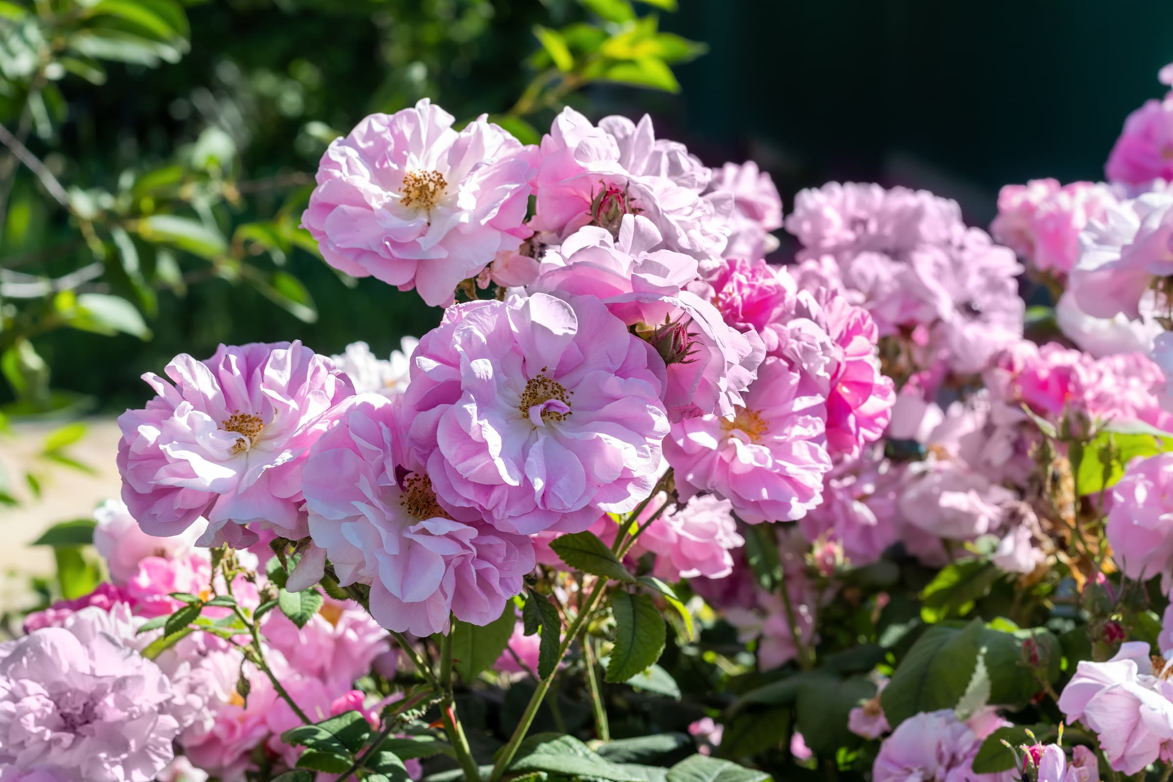 Rose Harvest in the Light of History - 3 Days